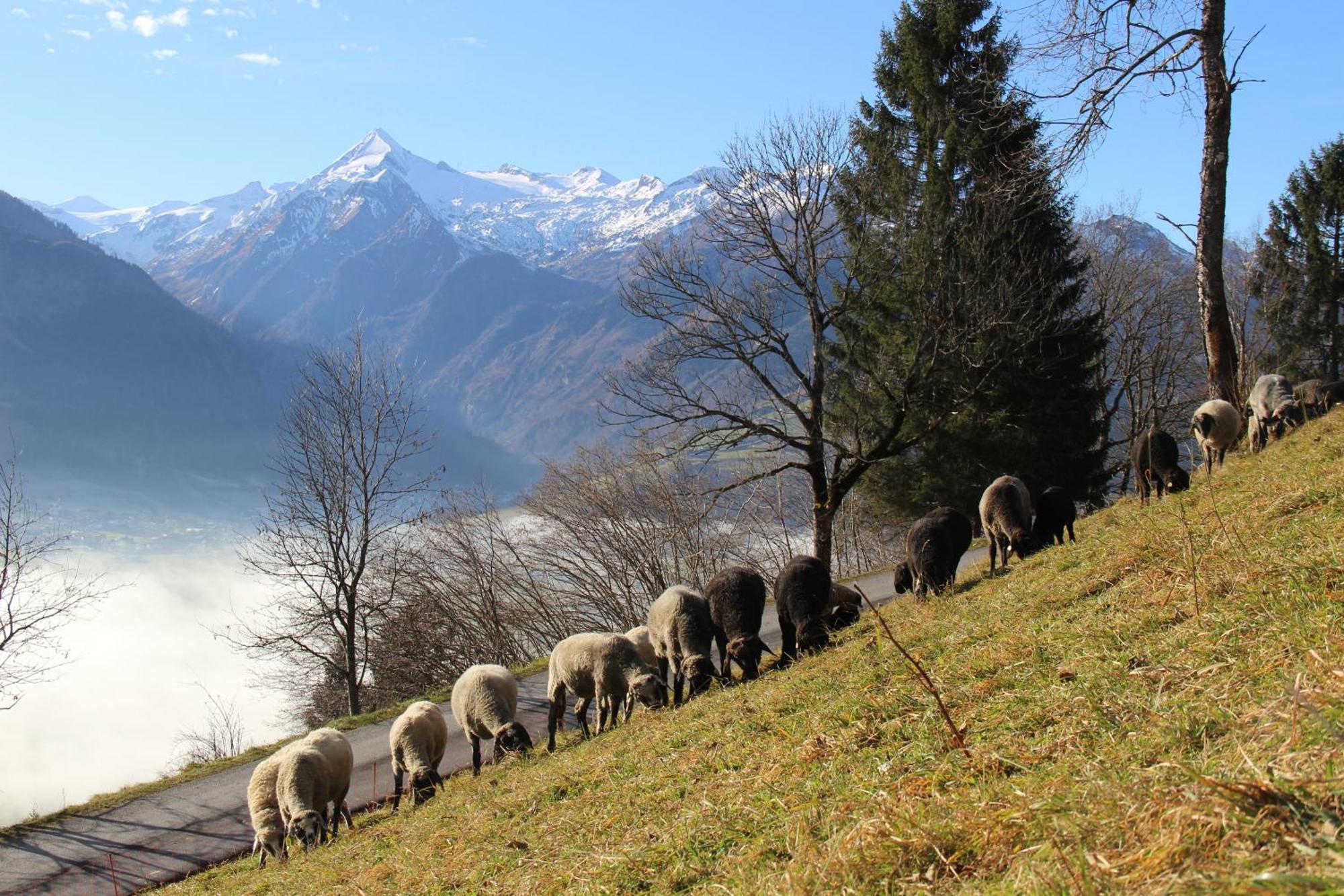 Ferienwohnung Mitterleithengut Zell am See Ngoại thất bức ảnh